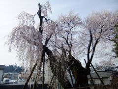 桜を追いかけて飯田市・桜丸御殿の夫婦桜