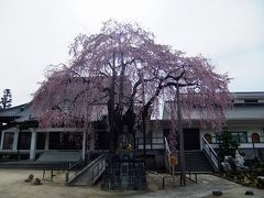 桜を追いかけて飯田市・専照寺の枝垂れ桜