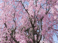 京都お花見ツアー（醍醐寺、鴨川、下鴨神社、平安神宮）