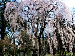 川越☆　中院と喜多院の枝垂桜