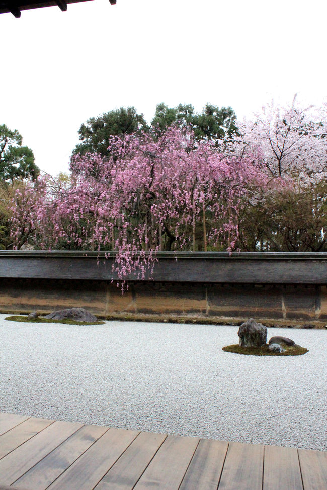春の訪れが遅かった2012年。<br />4月なのに、まだまだ寒い日が多くて桜も困っているみたい。<br /><br />例年なら既に散っている4月半ばだけれど、<br />今年は京の街中の桜がまだ見頃のようだわ♪<br /><br /><br />4月第1週目は、年度初めで忙しい旦那様なので、なかなか京都のお寺さんの桜を一緒に見に行く機会が無いんだけれど、今年は開花が遅かったお陰で一緒に楽しむことができました！！<br /><br /><br />お天気は悪かったけれど、桜はちょうど見頃。<br />侘び寂びを感じる、どこか儚げで優しい。。。<br />とても綺麗な桜を見ることができて大満足の花見になりました♪♪<br /><br /><br />◆本日の歩数、、、18000歩超えvv<br /><br /><br />清水寺　　http://www.kiyomizudera.or.jp/<br />龍安寺　　http://www.ryoanji.jp/<br />仁和寺　　http://ninnaji.jp/<br />御室さのわ　　http://www.sanowa.shop-site.jp/