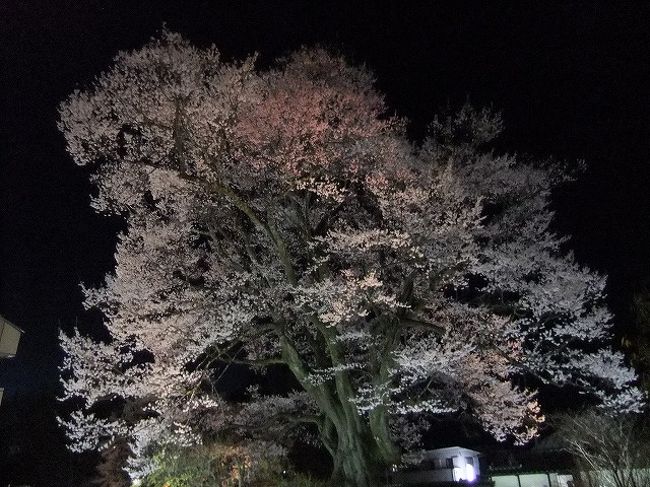 美術博物館にある安富桜です<br /><br />推定樹齢500年の巨木は木の高さ２０ｍ、幹周り６ｍ<br /><br />「長姫のエドヒガンザクラ」として県の天然記念物に指定されてる<br /><br />飯田市内で一番有名な桜かと思います<br /><br />夜景の撮影にも三脚を構えた方もたくさんいました<br />