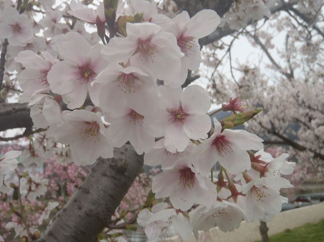 敦賀市の櫛川河川公園へお花見にいきました。<br />ちょうどお花も満開でした。(*^。^*)