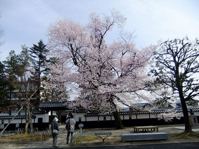 名前は付いていないが気になった桜をちょこっと<br /><br />は〜い　初めて見る・桜飯田吉野もありました<br /><br />今年はいい感じで種類の方も増えてます<br />