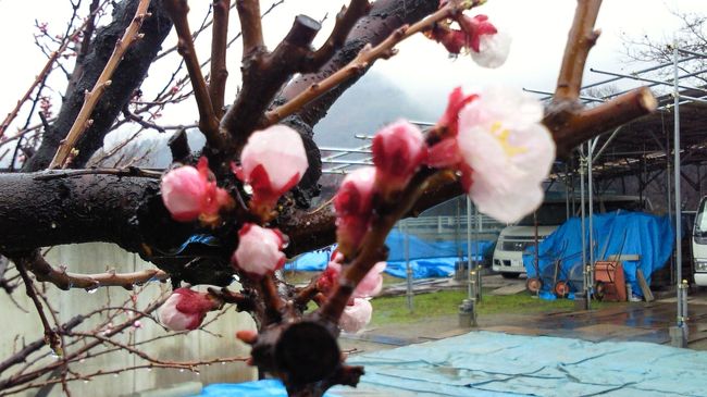 例年ならこの時期に満開になるあんずの花を見にあんずの里・森にハイキングへ、そして疲れを癒しに戸倉上山田温泉でのんびりしてきました。