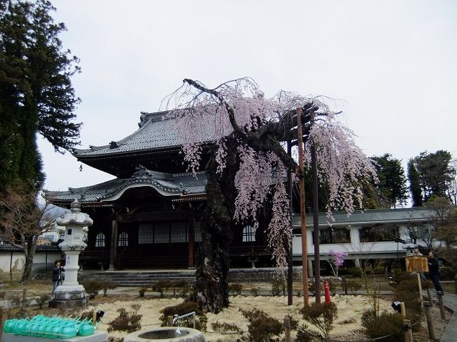 古木が点在する飯田市のお寺さんの中でも立派な造りのところですが桜の方は・・・・<br /><br />以前は近くまで車が入っていたそうです<br /><br />お寺はめちゃくちゃ立派な感じですが桜のほうはかなり弱ってる感じです<br /><br />根元の周りにわらが引いてあるのが寂しい感じです<br />