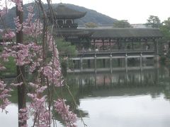 桜に埋まる平安神宮神苑。別世界です。