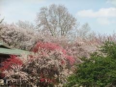 新宿御苑の桜