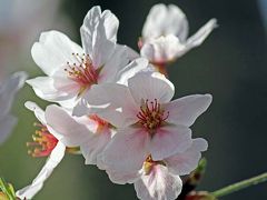 気ままな旅の物語⑥‐待ちに待った嬉しい春の訪れ　平安神宮で満開の桜を愛でる‐