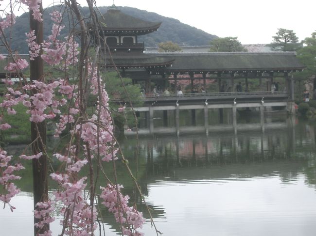 平安神宮の神苑は桜の季節は特別です。たくさんの枝垂れ桜に囲まれて、ゆっくり神の世界を散策しました。ところで、神道に「極楽」の観念はあるのでしょうか。まさに神苑は極楽です。