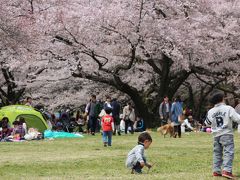 チューリップと桜の昭和記念公園ファン倶楽部ミニオフ会（1）まだまだ花見頃で無料入園日ともなると……！