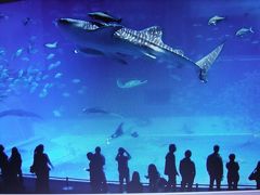 沖縄あちこち巡り旅行　Vol.4　美ら海水族館