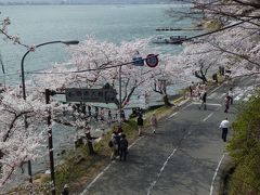 今年最後の花見かな？　満開の海津大崎の桜を見に行ってきました(*^。^*)