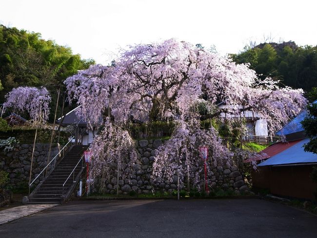 舞鶴市吉田にある瑠璃寺にしだれ桜を訪ねた。