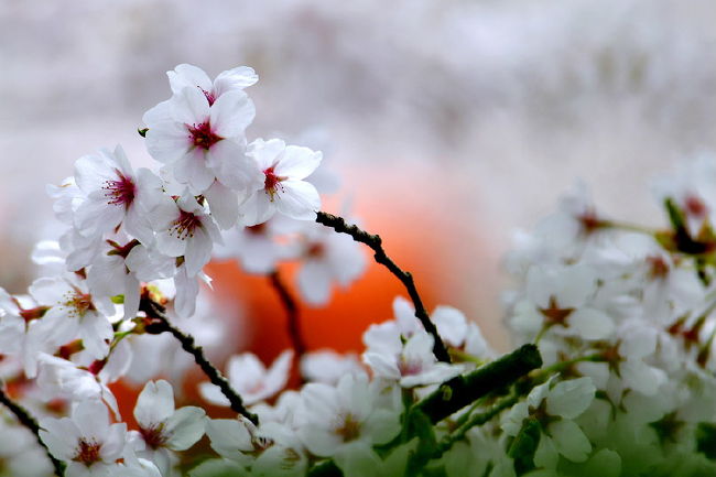 フォートラベルを初めてから、<br />博物館明治村へ春の様子桜模様を連続で・・、<br /><br />しかし、入る所の椿の咲き具合で、<br />桜の開花状況が解りますが、<br />今回は、立ち寄るのが少し遅すぎました。<br />ピンクの椿は、ほとんど枯れて状況！<br />後は、気楽に桜、カタクリ、ツツジなど<br />観賞しながら土曜の雨上がり昼から散策。<br /><br />＿／＿／＿／＿／＿／＿／＿／＿／＿／＿／＿／<br />博物館・明治村の桜2011<br />http://4travel.jp/traveler/isazi/album/10558439/<br />博物館・明治村の桜2010<br />http://4travel.jp/traveler/isazi/album/10448668/<br />博物館 ・明治村の春2009<br />http://4travel.jp/traveler/isazi/album/10327224/<br />博物館・明治村の桜2008<br />http://4travel.jp/traveler/isazi/album/10231779/