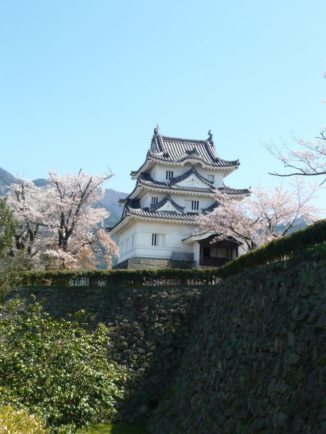 久々に登った宇和島城！！<br />桜とお城、美しい〜〜。