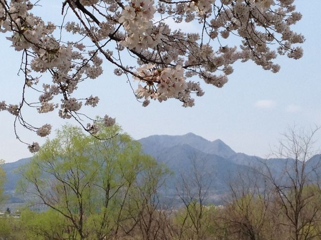 ここは群馬県渋川市。私の地元です。<br />”日本のへそ”と一部では言われています。<br />今日は、そこそこ天気も良かったので、隠れた桜の名所にやって来ました！<br /><br />桜のトンネルの中で写真を撮ったので、ほぼ逆光になってしまいましたが、<br />桜に癒され、パワーをもらって来ました♪<br /><br /><br />