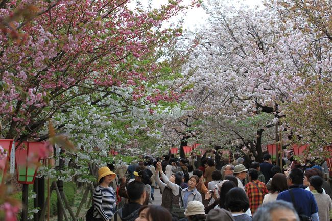 今年も大阪造幣局の桜の通り抜けが始まりました。<br />毎年楽しみにしているイベントということで、今年も初日に行ってきました。<br /><br /><br />◎ 造幣局桜の通り抜け<br /><br />日時　平成２４年４月１７日〜４月２３日まで<br />時間　１０：００〜２１：００（土日は９時から）<br />桜の種類　１２９種<br />桜の本数　３５４本<br /><br />今年の桜　”小手毬”<br />