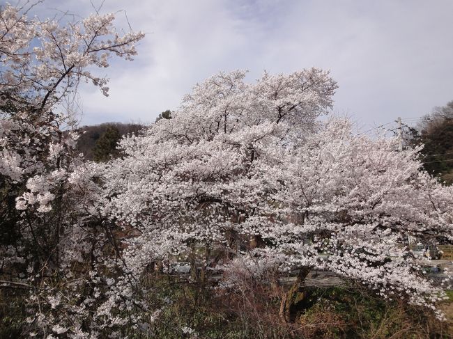 山中温泉にある翠明へ二人で行ってきました。<br />ここは、テレビドラマの舞台にもなった旅館です。<br />山中温泉では、大きくて有名な旅館です。<br />ただ、HPがとてもわかりづらく、<br />4Travelでも掲載されている内容が古いので<br />記事をUPさせていただきます。<br />