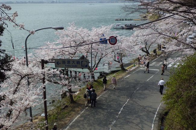 ３月からこの日は夫婦ともども休みが決まっていたので、海津大崎の桜巡りのクルージングを予約していました。<br /><br />例年ですと、海津大崎は４月の９日くらいに開花し、４月１５日前後に満開を迎えるのですが、今年は遅れに遅れて、１３日に開花しました。<br />１７日だとまだ５分咲きくらいかな〜と思っていたのですが、想像以上に開花のスピードが速く、満開といっても過言でないくらいの状況でした<br /><br /><br />参考：　高島市観光協会<br />http://www.takashima-kanko.jp/sakura/