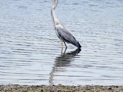 Solitary Journey ［1025］ 正福寺山公園のさくら＆再訪大芝島＜ショートトリップ・春のお花観賞♪ドライブ日記③♪＞東広島市安芸津町