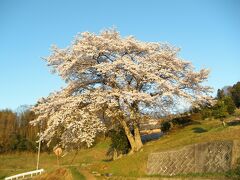 岡山市北区石妻地区の1本桜　南無妙法蓮華経桜