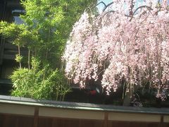 祇園の桜。あの事件の後で、楽しめなかった
