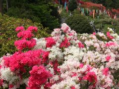 満開の越生の五大尊つつじ公園　Tsutsuji（Japanese azalea)garden in Ogose/Saitama　