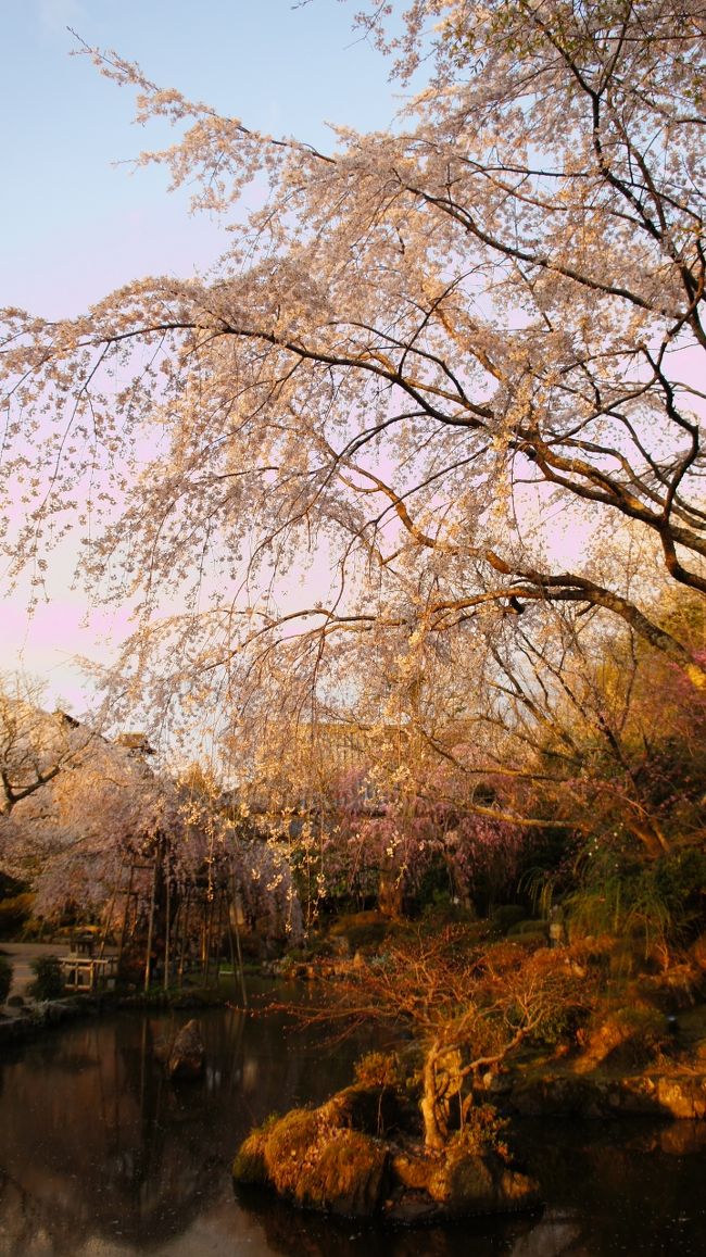 吉野へ行ってきました！吉野山、上の千本は満開まであと一息といったところでしたが、メインの「竹林院」の桜はこれ以上ない満開ぶりで、美しい夕陽に染まった幻想的な風景を見ることができました！また、「竹林院群芳園」日没後のライトアップもとても幻想的でした。竹林院は人がそれほど多いわけでもなく、落ち着いて観ることができました！