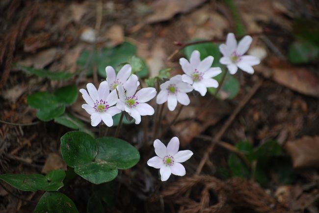 4月17日、需要家訪問の序に長岡の「雪国植物園」を訪問した。　今回の訪問は残雪が所々に見られ、丁度、ユキワリソウの見頃で色々な種類の花を見ることができて素晴らしかった。　ここでは下記のように二部に分けて山野草をまとめた。<br />①ユキワリソウ、②その他の山野草<br /><br /><br />○雪国植物園の雪割草についての説明<br /><br />オオミスミソウ(雪割草）　（キンポウゲ科） <br /><br />　雪国植物園で雪解けと共に咲く春一番の美しくも可憐な花である。通称「雪割草」とよばれて、春を待ちわびる人の心をしっかりつかんで離さない。花の色は赤、白、ピンク、紫、そして中間色があり、花びらも変化が多く、群生している斜面ではその美しさに圧倒されてしまう。<br />　雪国植物園では約五万株ほどある。特に山の上の方にある雑木林の斜面では「わあスゴイ」と声を出す人が多い。花の色も多彩で大株の群生だからだろう。 <br /><br /><br />＊写真はユキワリソウ