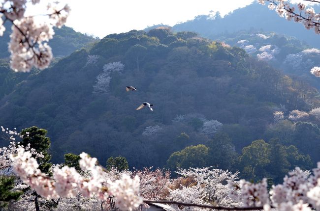 本編は、二日目　(後半）天龍寺、嵐山、神泉苑<br />嵐山界隈も満開の桜でいっぱいだった。山もピンクに染めて、春爛漫。<br />さすがに人も多かった。<br />最後に、あまり訪れることが無い神泉苑も訪れた。<br /><br /><br />３年続けて、同時期に京都の桜を観に行った。<br /><br />今年は例年以上にさくらの開花が遅れ、満開のソメイヨシノをたっぷりと楽しむことが出来た。<br />今年は、三日間精力的に歩き回った。<br /><br />一日目は、小雨の中、さくらも趣が有った。夜には、雨も上がり二条城のライトアップのさくらも堪能出来た。<br />二日目は、一日中晴天で花見日和。鴨川沿いのさくら並木は見事だった。嵐山の山桜がピンクに染めていた。<br />三日目は、初めてさくら満開の清水寺を見ることが出来た。<br /><br />一日目　(前半）醍醐寺、随心院、勧修寺<br />　　　　　http://4travel.jp/traveler/stakeshima/album/10660774/<br />　　　　　(後半）二条城　ライトアップ<br />　　　　　http://4travel.jp/traveler/stakeshima/album/10660944/<br />二日目　(前半）宝ヶ池、京都府立植物園、半木の道、上賀茂神社<br />　　　　　http://4travel.jp/traveler/stakeshima/album/10661333<br />　　　　　(後半）天龍寺、嵐山、神泉苑<br />　　　　　http://4travel.jp/traveler/stakeshima/album/10661966<br />三日目　清水寺、円山公園、知恩院、真如堂、哲学の道<br />　　　　　http://4travel.jp/traveler/stakeshima/album/10662296<br />　　　　　<br />京都さくら紀行２０１１は以下です。<br />http://4travel.jp/traveler/stakeshima/album/10558909/<br /><br />京都さくら紀行２０１０は以下です。<br />http://4travel.jp/traveler/stakeshima/album/10450639/<br /><br />「京都　醍醐寺　大枝垂れ桜」旅行記はこちら（2007年）<br />http://4travel.jp/traveler/stakeshima/album/10307898/<br />http://4travel.jp/traveler/stakeshima/album/10350088/<br /><br />「京都春　お寺、桜巡り」旅行記はこちら(2006年）<br />http://4travel.jp/traveler/stakeshima/album/10311560/<br /><br />