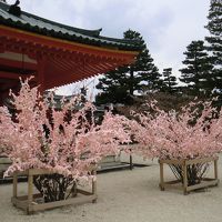 観桜の京都旅　3日で一生分の桜を観尽くした !?　１