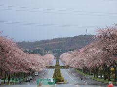 新東名開通！清水JCT.を通って由比の「倉沢屋」さんで桜海老ランチ、桜満開の富士霊園でお参りの巻