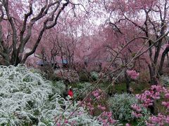 2012　京都の桜　　原谷苑・竜安寺・植物園・円山公園