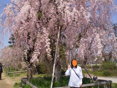 京都の穴場、半木の道♪桜散策