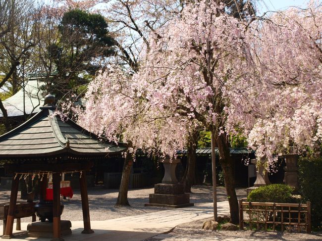 また春を感じたくて、調布市の深大寺と隣接する神代植物公園に<br />車で出かけてきました。<br /><br />この辺りは木々に囲まれて、ちょっと散歩するには<br />とても気持ちのいい場所です。<br /><br />日差しも気持ちよく、上着も脱いで、ゆっくりと散策しました。<br /><br />