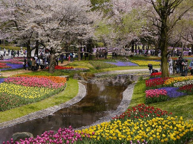 春になるとあちこちからお誘いが増えます。<br />そんな中でも昭和記念公園ファン倶楽部のオフ会は最優先。<br />皆さん心待ちにしてますからね。<br /><br />ところがオフ会予定日は一日雨で順延。<br />うーん、困った。翌日は別オフの予定が!<br />結局、別オフは飲み会だけの参加にして、順延になった昭和記念公園にGO!!<br /><br />今年は花が遅れてますが、チューリップも桜も菜の花もちょうど見頃でした。<br />チューリップから始めて、桜の花びらの舞い散る中でピクニックランチ。<br />さらに、こもれびの丘で宝探しして子供の森にご案内というコース。<br /><br />参加された皆さん、お疲れ様でした。<br />公園の春満喫のオフ会になりましたね。<br /><br /><br />
