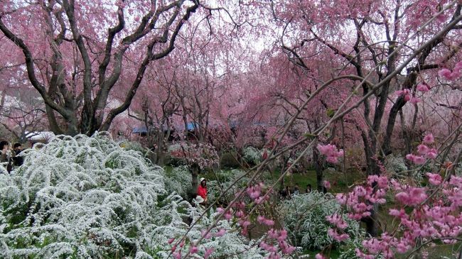 　例年に比べると花が少し遅い今年の桜…。４月１５日（日）、全国的な晴天に誘われて、京都へ出かけてきました。<br /><br />　原谷苑・竜安寺・植物園・円山公園…と、いずれも満開の桜に出会うことができました。<br /><br />