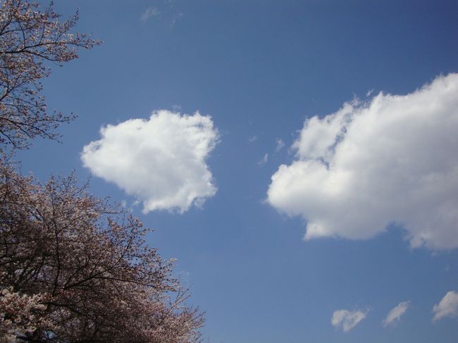 ４年前に来ましたがその時はハナミズキの花が満開でした。農場は随分変わっていて吃驚しました。以前飼育されていたダチョウもいませんしハウスが建っていて何か栽培されているようでした。<br />畑は大麦が青々と育っていました。桜の花は見頃で子供連れやお年よりも楽しんでいました。<br />近くでお花見が出来る事は素晴らしく貴重な場所です。このまま無くならないで欲しいですが移転中止は決まったものの都市計画道路の問題が残されていてどうなりますか心配です。<br />田無演習林も覗いてみましたがお楽しみのハンカチの木は今年は遅れているようでゴールデンウイークの頃かと？又見に来たいです。<br /><br /><br /><br />