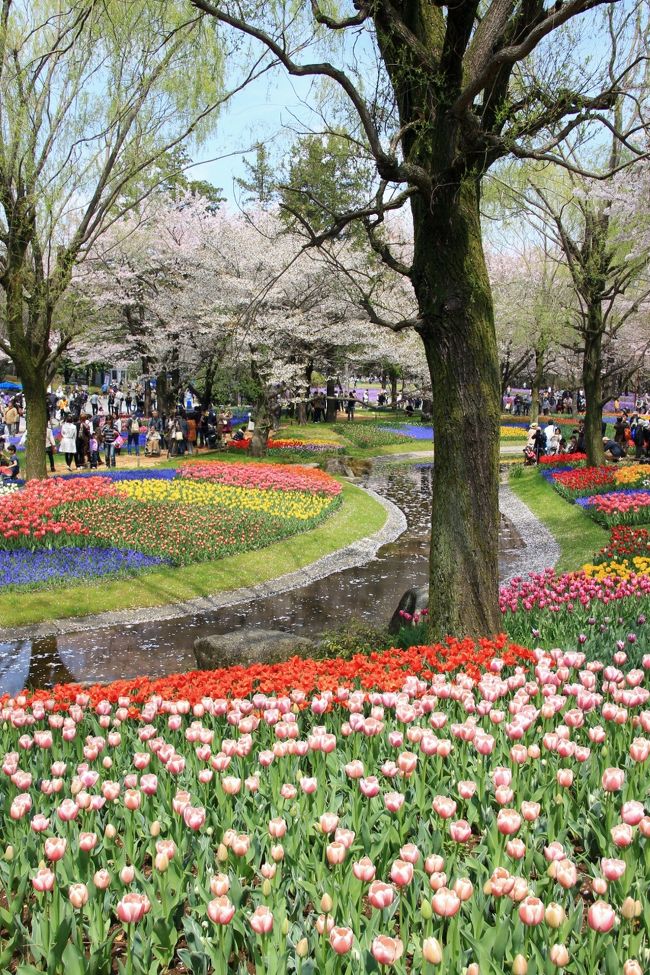 昭和記念公園のオフ会の本日のメインターゲットは、やっぱりチューリップ！<br /><br />チューリップは、遅咲きがまだのところは若干あったものの、渓流広場ではすでにきれいに咲きそろっていました。<br />見頃が始まったばかりの、元気のよい花ばかりの、初々しい時期でした。<br />ただ、無料入園日ゆえに、やはり人が大勢いました。<br />というわけで、渓流広場でのチューリップ撮影時は約１時間と決めて自由行動となりました。<br /><br />私と夏への扉さんは一緒に回りました。<br />本日は広角でチューリップ景色を撮るのに、人が入らない写真は不可能でしたので、構わずに撮ることにしました。<br />肉眼で鑑賞するとき、脳は人の姿が邪魔だと思ったら、なるべくスルーするように都合よくできていますが、カメラは残念ながらそういうわけにはいかないです。<br />だから、どんな写真になるやら、と心配でしたけど、チューリップ景色を楽しむ人の姿がは言っても楽しそうじゃないか、なんて開き直ってアップする写真を選定しました。<br /><br />もちろん、レンズを望遠側にして、人の入っていないチューリップだけの写真や、渓流を流れる桜の花びらを背景にした写真も撮れました。<br /><br />気に入った品種のチューリップにも注目しましたが、私は品種名の名札を探すのがどうも下手で、夏への扉さんに見つけてもらってばかりでした@<br /><br />というわけで、チューリップと桜の時期のミニオフ会の旅行記は、桜編、チューリップ編、そしてその他の春の花編の３部作にまとめました。<br /><br />＜チューリップと桜の昭和記念公園ファン倶楽部ミニオフ会の旅行記のシリーズ構成＞<br />□（1）まだまだ花見頃で無料入園日ともなると……！<br />■（2）咲いた咲いたチューリップの花が、並んだ並んだ大勢の人と<br />□（3）思わず歩みが止まる春の花の洪水<br /><br />昭和記念公園の公式サイト<br />http://www.showakinenpark.go.jp/<br /><br />※いつも花の開花状況をチェックする花ブログが今回は３月末までしか更新されていなくて、今回は、昭和記念公園ファン倶楽部コミュのもろずみさんの音頭と、公式サイトの「花だより」を参考にしました。<br />http://www.showakinenpark.go.jp/hana/hanhadayori_20120409.pdf<br /><br />実は花ブログが「花のささやき」というブログに代わっていたそうです。<br />コクリコさんにシリーズ１本目の旅行記へのコメントで教えていただきました@<br />http://showa-kanricenter.jp/flower_blog/<br />