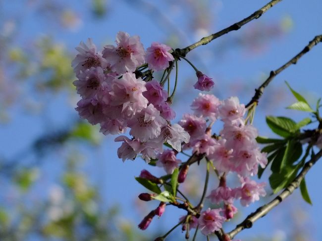昨年、まだ桜が咲いていた阿蘇。今年は寒くて開花が遅いという桜。間に合うか？？<br />何ヶ所が桜の咲いている場所をチョイスしており、その中で、霧島神社へも行くのでここで桜を観ようということになる。<br /><br />もう夕方だったので、観光客も少なく観光しやすい神社。で、桜ですが、やっぱり遅くて葉桜になってましたが少しは鑑賞することが出来ました。<br /><br />と、そんな霧島神社ですが、ハッキリ言ってMさんの思い出しかない。。。そう、彼女に振り回された霧島神社。<br /><br />自由行動満載のMさん。霧島神社で姿が消えました。ある程度まではMさんの姿は確認はしているものの、保護者じゃないんでそんなに彼女のことを気にしてもられないし神社内にはいるわけだし携帯もあるしと、こちらはこちらで観てまわっているのだが、彼女はこちらのことはおかまいなしで自分の気の済むまま行動し、その後の予定のことも考えなく、歩調を合わせることをしないためこちらは時間の無駄が結構ある。Mさんの旅にこっちが付きあってる状態になる。<br /><br />昨年、阿蘇へ行った時が初めての一緒の旅行だったんですが、この時も一人でフラフラとどこかへ行ってしまってばっかりだったんで、結構待たされたため、昨年12月に雄琴温泉へ行った際に観光した神社の時は、彼女のことはもう放っておいてこちらはこちらのペースで観光するようになる。<br /><br />ぼちぼち宿へ向かおうと、とりあえずお土産物屋のテーブル席で彼女を待つことにします。ここなら歩いている姿が見えるのですが、待てども暮らせども通りゃしない。「狭い神社のどこをそんなに観て回るんやろー？？」。<br />MさんとEちゃんはインドへ2回旅行をしているので「よく10日ほど一緒にいれたねー」と言うと「海外やからさ、そこまで自由には動かんかったわ」とEちゃん。と、かれこれ30分待っている。放っておいても結局待つのはこちらサイド。17時を過ぎる。「宿のチェックイン時間なんやけどねー」。。。<br /><br />Eちゃんがメールを何回か入れるものの返信なし。音が聞こえないのかと私が電話を掛けるがこれにも出ない。3回ほど掛けても掛け直してくることもない。鳴っていることに気が付かないにしても、こっちがどこにいるのかを探すために携帯を取り出さないのだろーか？？？<br />Mさん、しっかりもしているのですが、ハッキリ言って行動はかなりの天然さん。<br />昨年の阿蘇の宿でも「私あとでお風呂に行くから。でも、怖いから鍵はかけておくね」というから「絶対に寝るなよ」と釘を差したにもかかわらず、寝てやがった。雄琴温泉に行った時、車から降りたハズなのに車内から「開けて〜〜」叫んでいて、無理矢理車のドアを開けようとしたため、セキュリティーが反応しクラクションが鳴りまくる。私の車だけど、そんなことになったことがないから、どないして止めるねん。なぜ、取り残されたのか聞くと「手袋を忘れたんで」と。これから美術館へ入るのに要らないだろ。帰りの降り際に「忘れ物はないよね」と聞くと「ないですよ！」と少し怒っていたわりには「車に化粧ポーチが転がってなかったですか？」とメールがきた。探したところ後ろに転がってたよ。。。<br /><br />てなことがあったんで「これは、きっと携帯を車内に置きっぱにしてるで」ということになり、駐車場へ行くとおりますがな。「すいませ〜〜ん、携帯は車の中にあるんです〜」と言うんで「そーだと思ってました（それが、Mさんってものですから）」。「ヘタに動かないほうがいいかと思って待ってました」と。<br />「いつもそうやけど、視界から消えるうえにどこへ行くかも言わないで消えるから、明日は自由行動禁止です！！」と釘を差す。<br /><br />「そーいえば、インドでもはぐれたよねー」と言うMさん。やっぱり、海外でも勝手に行動してたのかよ。。。<br /><br />宿にナビを設定したハズなんですが、かな〜〜りぐるっと回って神社へ案内されちゃいました。。。最後の案内開始を押してなかったんですね。。。ということもあり18時前にようやく宿へ到着しました。