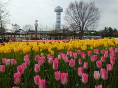 近くに行きたい♪　「木曽三川公園はチューリップが満開(^_-)-☆」