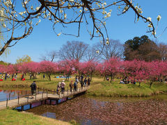 古河総合公園　桃祭り　美しい花たち大歓迎ー上