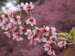 チェンマイの山桜満開ツアー