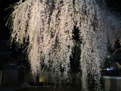 高台寺 　夜桜 （京都府・京都市）