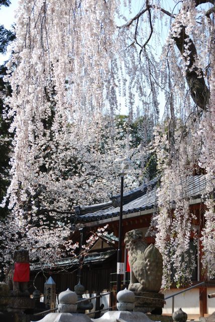 ひとりお花見部　奈良で 2012年度 三回めのお花見②　氷室神社～佐保川～大和郡山お城まつり篇