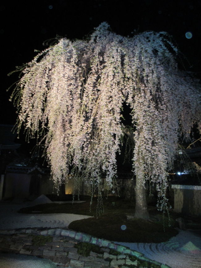 2年ぶりの春の京都です。<br /><br />高台寺の夜桜はちょうど満開を迎えていました。<br /><br />4月　この日に京都は　昨年から決まっていましたので<br />桜の開花が気になるところでしたが<br />遅めの開花で　また素晴らしい景色と逢うことができました.<br /><br /><br />■ 高台寺⇒ねねの道⇒円山公園⇒知恩院三門 ...