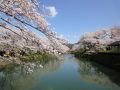 鳥取鹿野城跡の桜満開