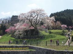 又兵衛桜など奈良・宇陀の花見は大満足！！