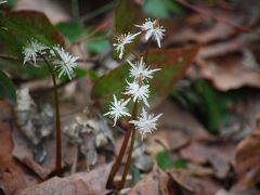 ユキワリソウを求めて雪国植物園を訪問②その他の山野草